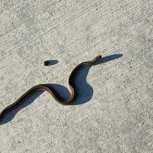 Meet your Posher, Izzie